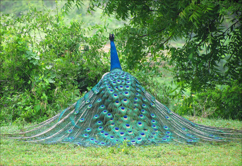 Pride of India - Canvas Prints by Baskar Sivasubramaniam