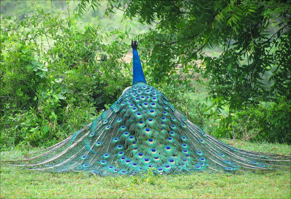 Pride of India - Life Size Posters