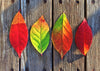 Colorful Rainbow Leaves - Framed Prints