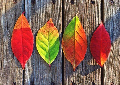 Colorful Rainbow  Leaves - Canvas Prints by Sherly David