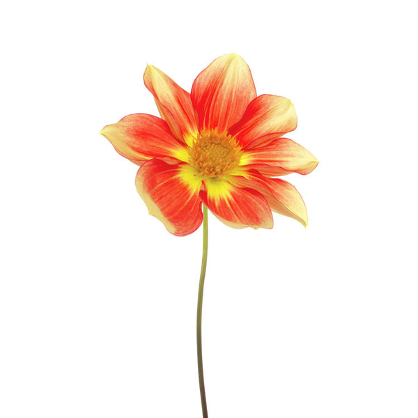 Realistic Painting Of A Dahlia - Canvas Prints
