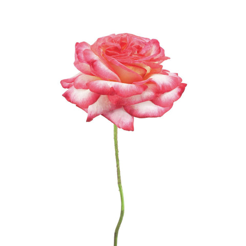 Realistic Painting Of A Rose - Art Prints