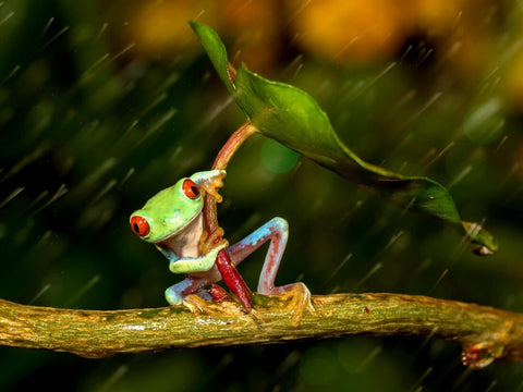 Red Eyed Tree Frog Leaf Umbrella in Rain - Framed Prints