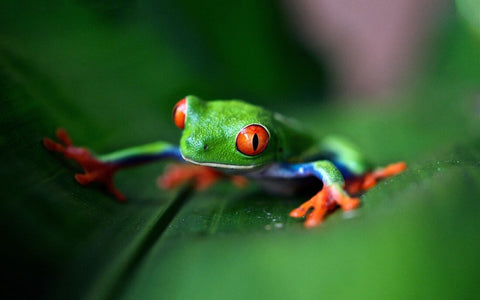 Red Eyed Tree Frog On A Leaf by Animal Artworks