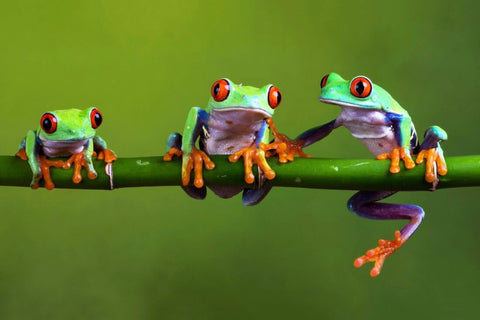 Red Eyed Tree Frogs Council - Life Size Posters by Animal Artworks