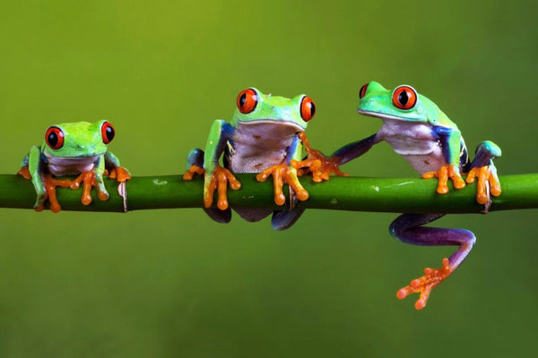 Red Eyed Tree Frogs Council - Posters