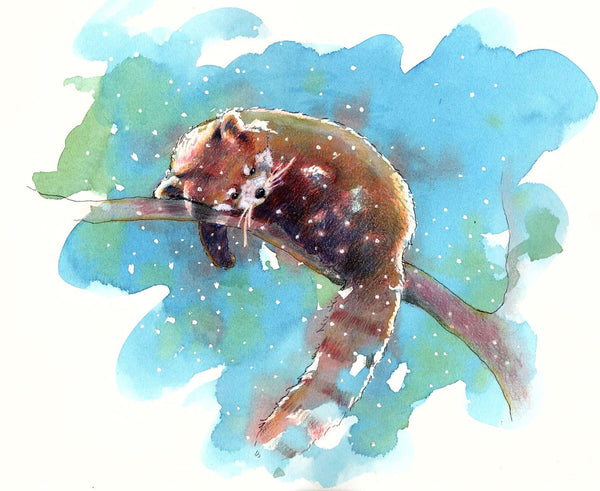 Red Panda - Large Art Prints