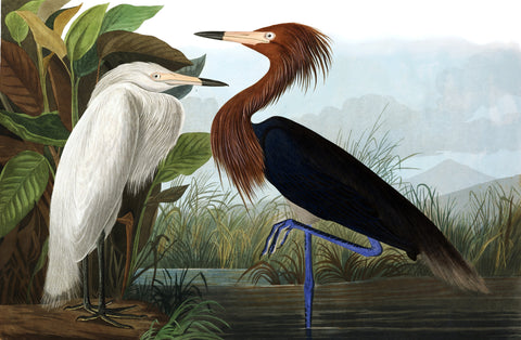 Reddish Egret - Canvas Prints