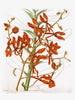 Renanthera Coccinea - Canvas Prints