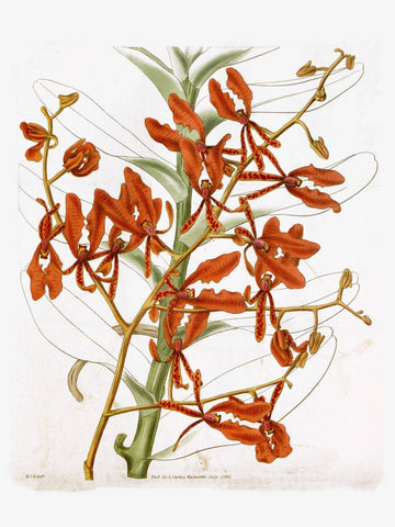 Renanthera Coccinea - Framed Prints by Stella