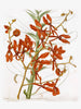 Renanthera Coccinea - Life Size Posters