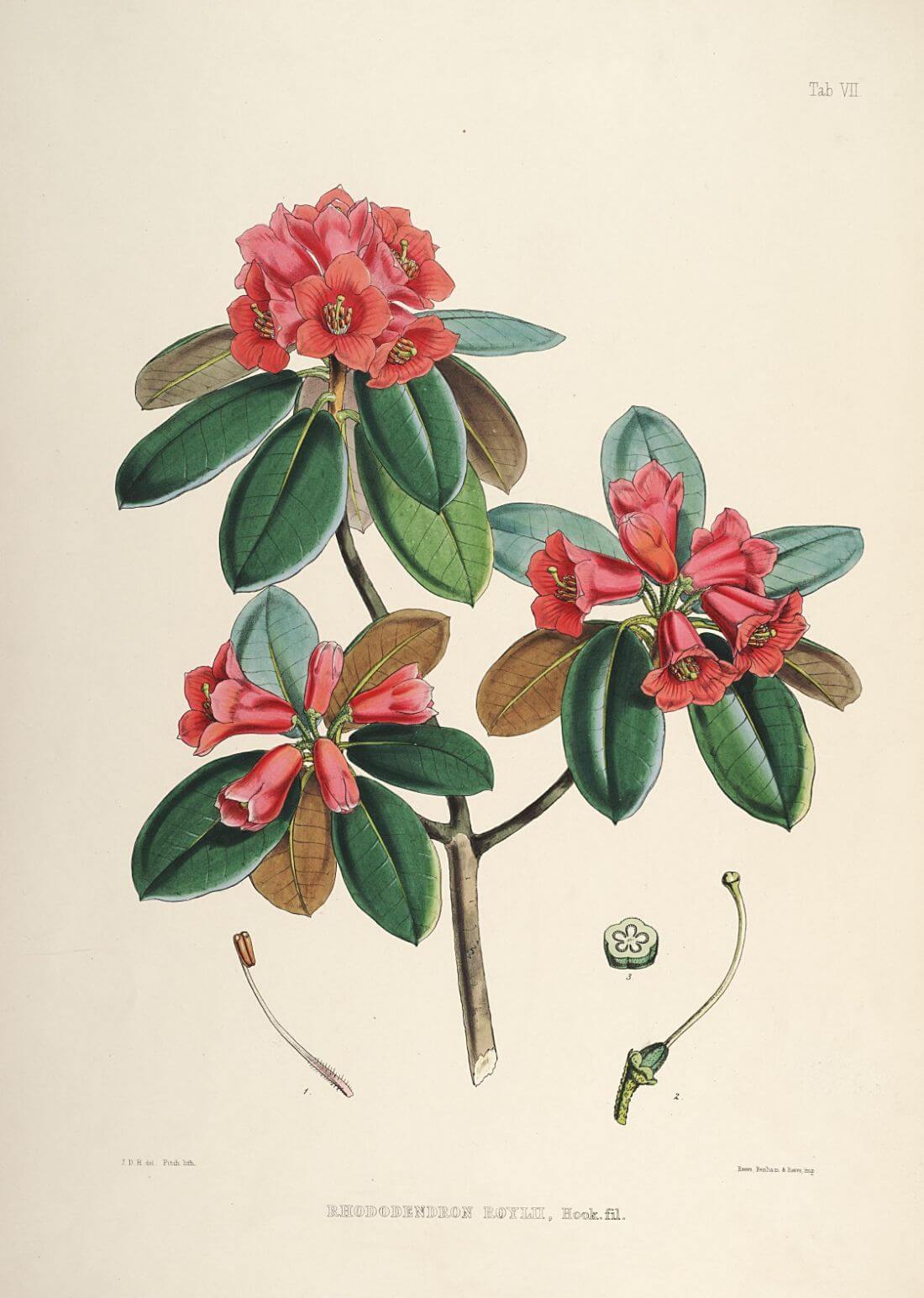 Rhododendrons Roylii- Vintage Sikkim Himalaya Botanical Illustration Art  Print 1845 - Canvas Prints by Stella | Buy Posters, Frames, Canvas &  Digital Art Prints