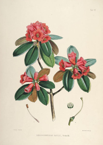 Rhododendrons Roylii- Vintage Sikkim Himalaya Botanical Illustration Art Print 1845 - Life Size Posters