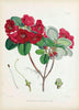 Rhododendrons Thomsoni - Vintage Sikkim Himalaya Botanical Illustration Art Print 1845 - Art Prints