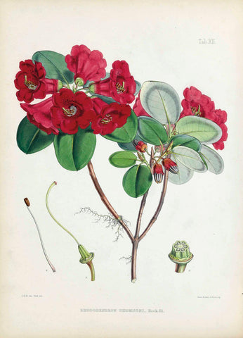 Rhododendrons Thomsoni - Vintage Sikkim Himalaya Botanical Illustration Art Print 1845 - Framed Prints by Stella