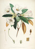 Rhododendrons of Sikkim-Himalaya 2 - Vintage Botanical Floral Illustration Art Print from 1845 - Framed Prints