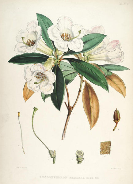 Rhododendrons of Sikkim-Himalaya 2 - Vintage Botanical Floral Illustration Art Print from 1845 Canvas Print Rolled • 13x18 inches (On Sale - 25% OFF)