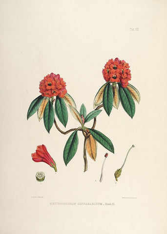 Rhododendrons of Sikkim-Himalaya 3 - Vintage Botanical Floral Illustration Art Print from 1845 - Life Size Posters by Stella