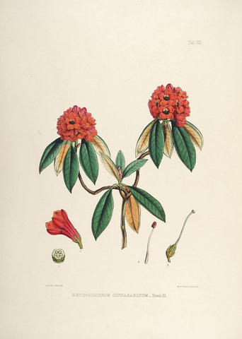 Rhododendrons of Sikkim-Himalaya 3 - Vintage Botanical Floral Illustration Art Print from 1845 - Life Size Posters