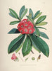 Rhododendrons of Sikkim-Himalaya 4 - Vintage Botanical Floral Illustration Art Print from 1845 - Canvas Prints