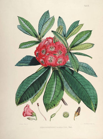 Rhododendrons of Sikkim-Himalaya 4 - Vintage Botanical Floral Illustration Art Print from 1845 - Posters
