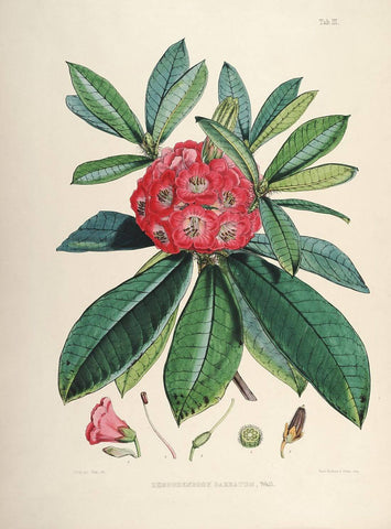Rhododendrons of Sikkim-Himalaya 4 - Vintage Botanical Floral Illustration Art Print from 1845 - Posters by Stella