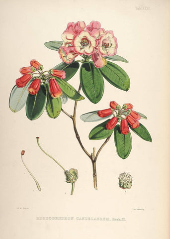 Rhododendrons of Sikkim-Himalaya 5 - Vintage Botanical Floral Illustration Art Print from 1845 - Posters by Stella