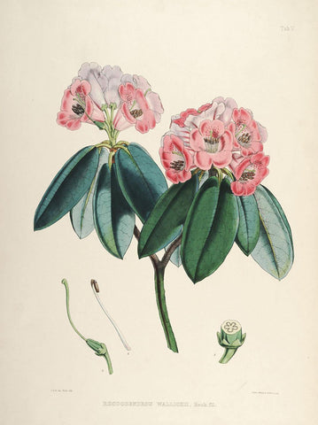 Rhododendrons of Sikkim-Himalaya 6 - Vintage Botanical Floral Illustration Art Print from 1845 - Life Size Posters by Stella
