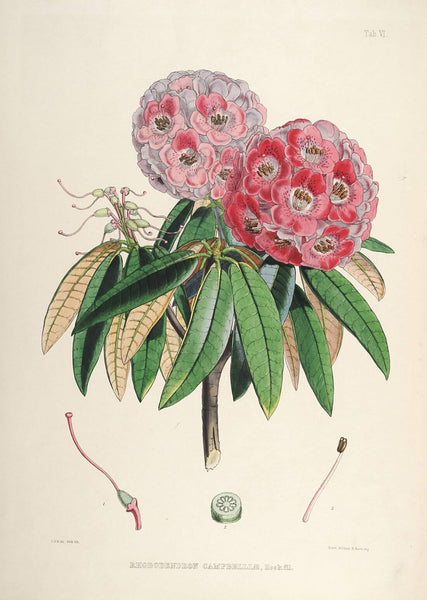 Rhododendrons of Sikkim-Himalaya 7 - Vintage Botanical Floral Illustration Art Print from 1845 - Posters