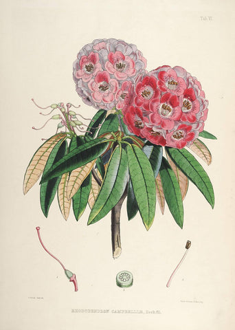 Rhododendrons of Sikkim-Himalaya 7 - Vintage Botanical Floral Illustration Art Print from 1845 - Life Size Posters