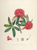 Rhododendrons of Sikkim-Himalaya 8 - Vintage Botanical Floral Illustration Art Print from 1845 - Art Prints