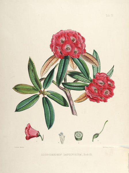 Rhododendrons of Sikkim-Himalaya 8 - Vintage Botanical Floral Illustration Art Print from 1845 - Canvas Prints