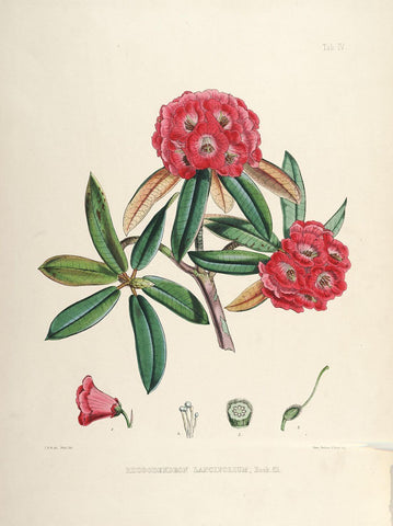Rhododendrons of Sikkim-Himalaya 8 - Vintage Botanical Floral Illustration Art Print from 1845 - Framed Prints by Stella