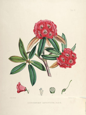 Rhododendrons of Sikkim-Himalaya 8 - Vintage Botanical Floral Illustration Art Print from 1845 by Stella