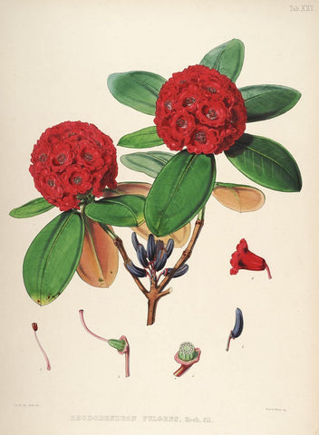 Rhododendrons of Sikkim-Himalaya 9 - Vintage Botanical Floral Illustration Art Print from 1845 - Framed Prints by Stella