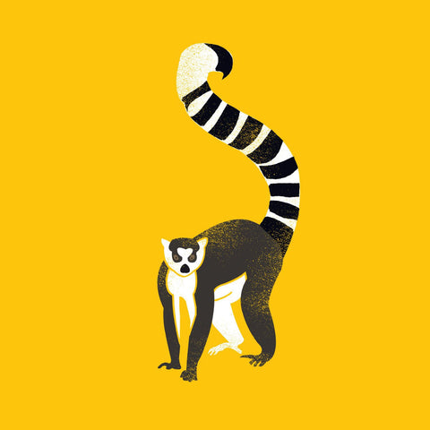 Ring Tailed Lemur - Canvas Prints
