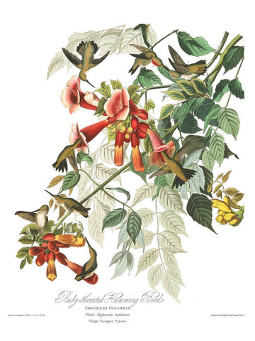 Ruby-throated Humming Bird - Life Size Posters by John James Audubon