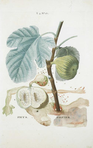 Fruit Series - Fig By Salvador Dali - Large Art Prints by Salvador Dali