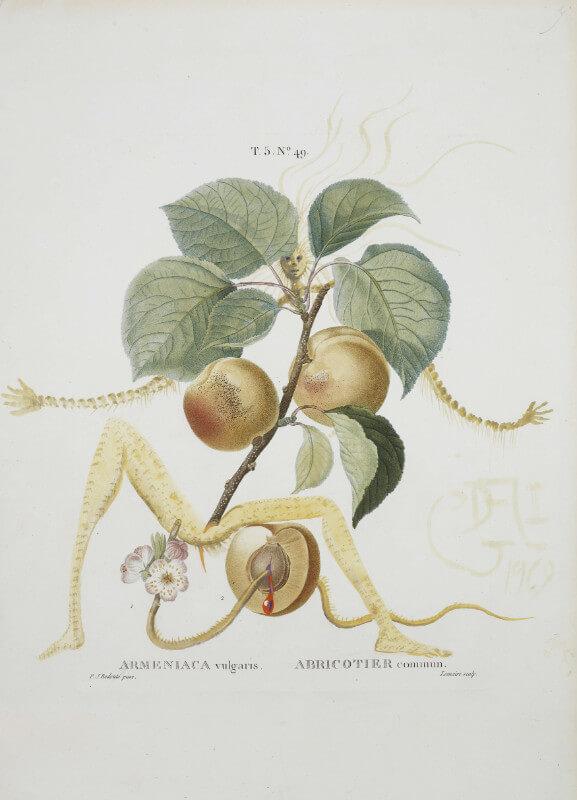 Fruit Series - Apricot By Salvador Dali - Large Art Prints by