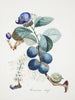 Fruit Series - Blueberries By Salvador Dali - Framed Prints