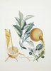 Fruit Series - Lemon By Salvador Dali - Framed Prints