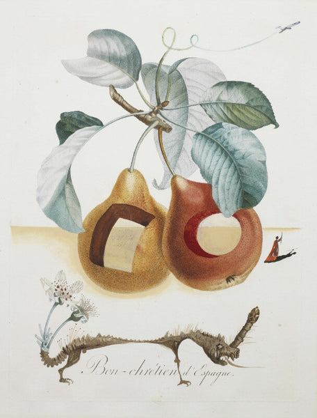 Fruit Series - Pierced Fruits (Fruits-troués) By Salvador Dali by