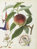 Fruit Series - Peach By Salvador Dali - Framed Prints