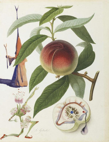 Fruit Series - Peach By Salvador Dali - Large Art Prints by Salvador Dali