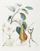 Fruit Series - Vermillion Pear By Salvador Dali - Canvas Prints