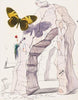 Untitled ( Butterfly)  By Salvador Dali - Canvas Prints