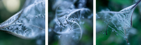 Seed Heads of Great Willowherb - Triptcych - Art Panels