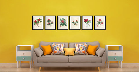Set Of 6 Rhododendrons Roylii- Vintage Sikkim Himalaya  Botanical Illustration 1845 - Premium Quality Framed Digital Print With Matte And Glass (17 x 12 inches) each