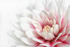 Shaded Pink - Framed Prints