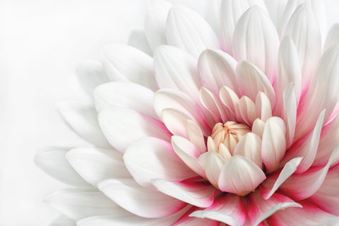 Shaded Pink - Framed Prints